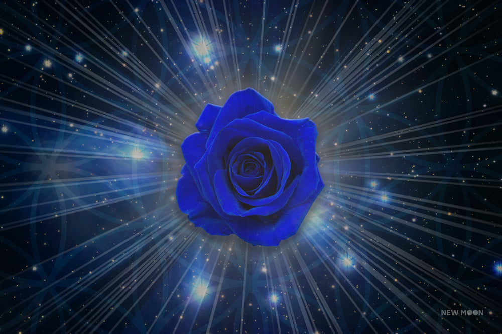 The Pleiadean Blue Rose